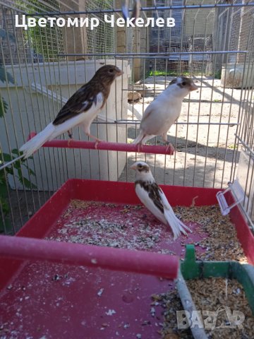 Канарчета-женски, снимка 3 - Канари - 40637431