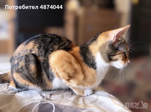 Подарявам котенце , снимка 6 - Други - 56336164