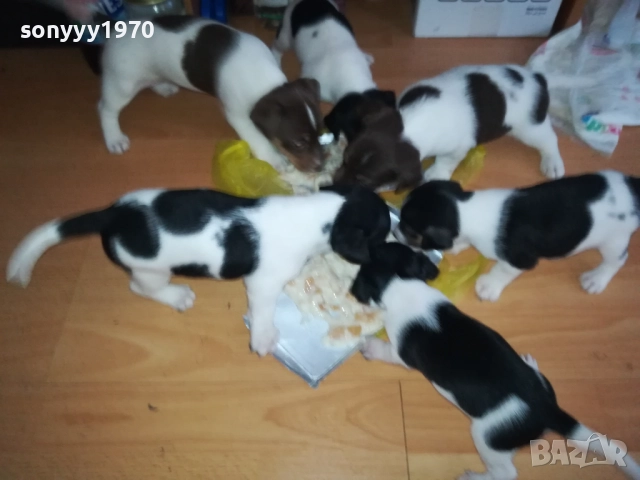 джак ръсел-кученце по избор 250лв за брой 1809250756, снимка 4 - Джак ръсел териер - 51752344