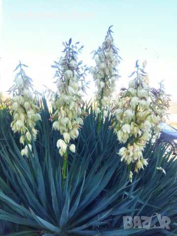 Вкоренени растения студоустойчива Юка на 1-3 год., снимка 16 - Градински цветя и растения - 38750889
