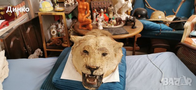 Глава на лъв трофей от 19век., снимка 8 - Антикварни и старинни предмети - 29194108