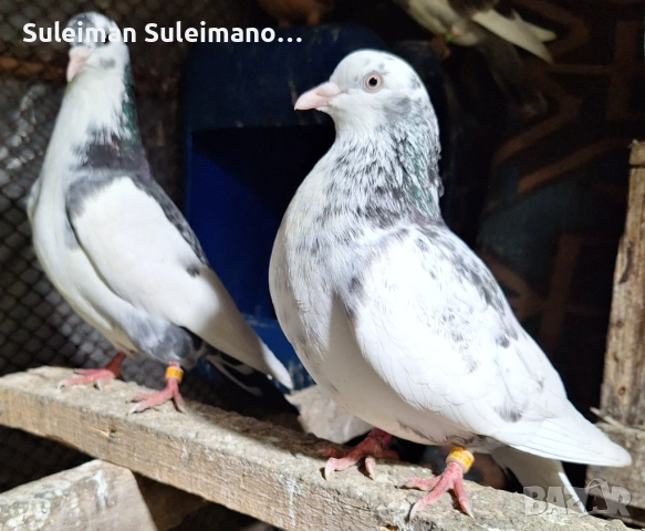 Въртеливи гълъби 13 броя 50 евро, снимка 5 - Гълъби - 53078995