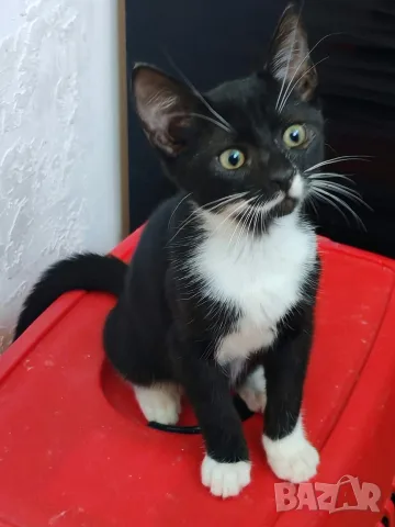 СПЕШНО ! Търси се дом за котето Еди! 🐾 (гр. Русе)
