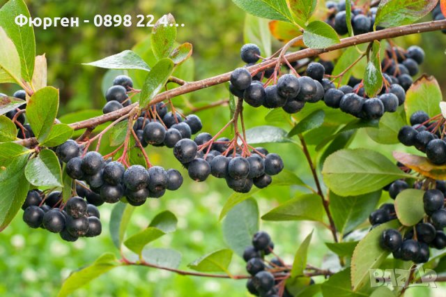 Арония - Растение  Цена за 1бр 9лв При покупка на 3 броя 1 брой подарък., снимка 3 - Разсади - 38164455