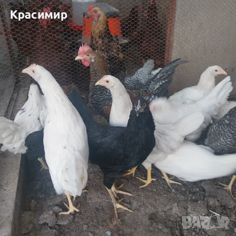 Ярки и петлета (селски), снимка 10 - Кокошки и пуйки - 56070860