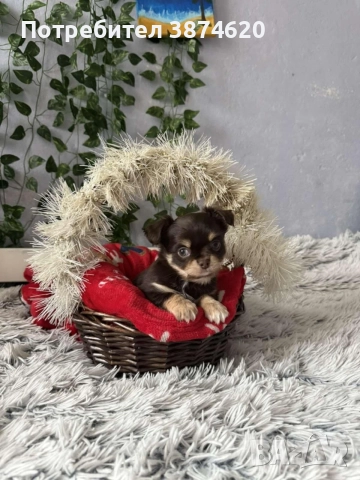 чихуахуа момченца, снимка 10 - Чихуахуа - 52675923