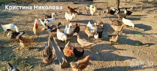Мускусни патици, юрдечки, яйца, снимка 4 - Патици и гъски - 56343612