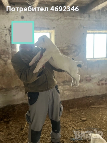 Продавам алабай 