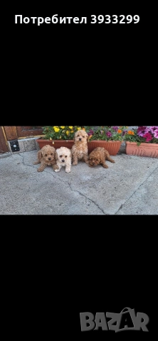 Той пудел Той пуделчета, снимка 3 - Пудели - 54361504