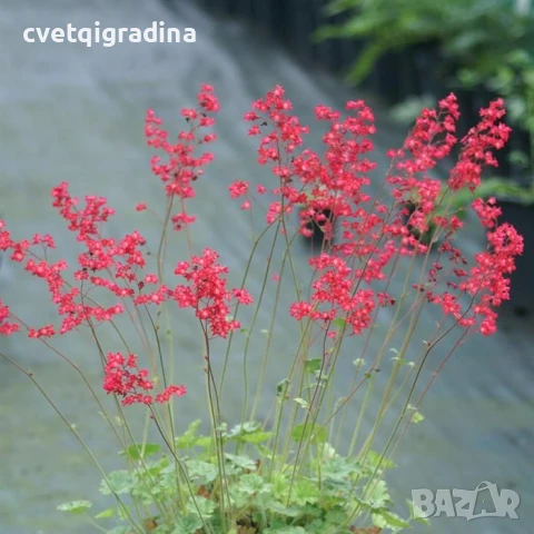 Heuchera ‘Ruby Bells’ (Хойхера Рубинени Камбанки), снимка 3 - Градински цветя и растения - 50710202