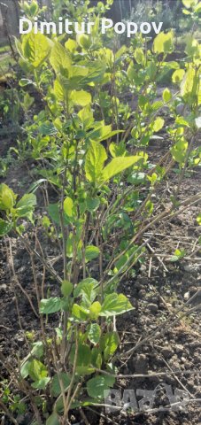  Хортензия, снимка 2 - Градински цветя и растения - 40033492