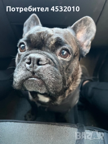 Търся женска за разплод , снимка 7 - Френски булдог - 54184906