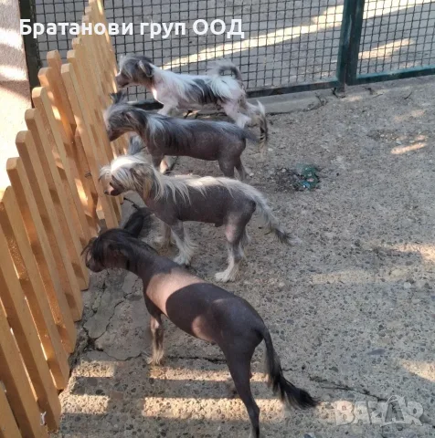 Китайско качулато куче, снимка 5 - Други - 56313400