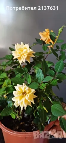 РОЗА  -  Микс от 5 корена , снимка 1