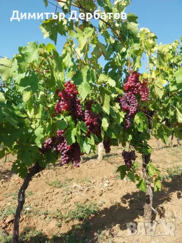  Грозде за ракия , снимка 2 - Домашни продукти - 55944277