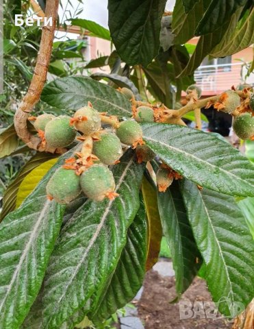 Японска мушмула , снимка 6 - Градински цветя и растения - 31277559