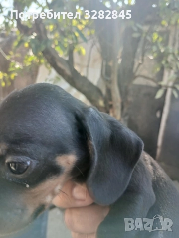 Мини дакели , снимка 6 - Дакели - 51707477