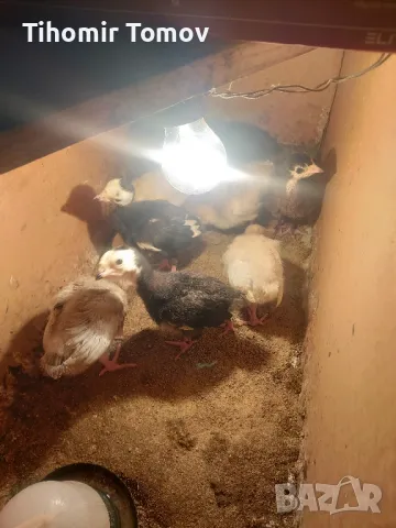 продавам пуйчета пилета , снимка 1