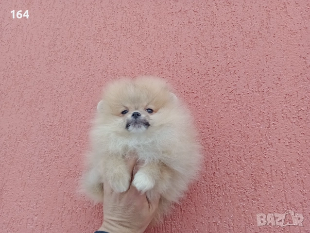 Мъжки Померан на 3 месеца. Реални снимки от 02.02.26 г., снимка 2 - Померан - 53324476