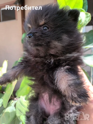 Кученце шпиц, снимка 1