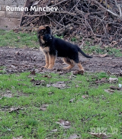 Немски Овчарки малки кученца , снимка 2 - Немска овчарка - 52998057