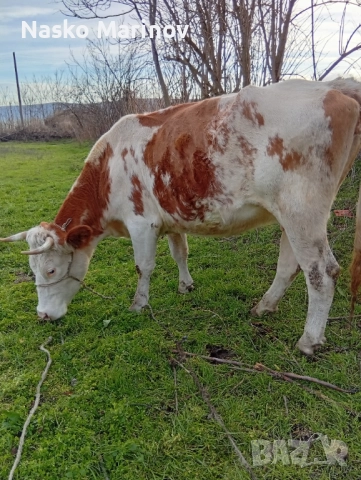 Заплодена юница 2теле , снимка 3 - Крави - 52970184