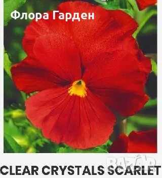 СЕМЕНА - Цветя двугодишни и многогодишни, снимка 12 - Сортови семена и луковици - 47504913