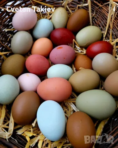 Цветни разплодни яйца, пъстри и разноцветни , снимка 4 - Кокошки и пуйки - 49789814