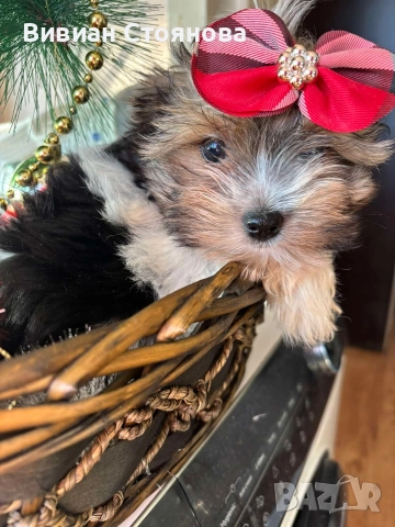 Мъжки мини йорки бивер