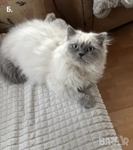 Мъжки котарак за Разплод, снимка 2 - Персийска - 55964130