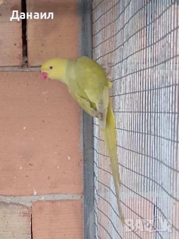 Малък Александър -женска , снимка 8 - Папагали - 53071987
