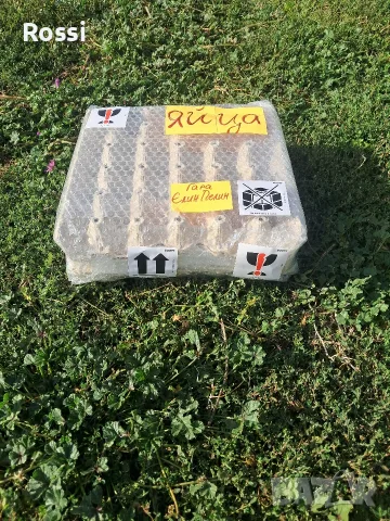 ЯЙЦА ЗА ЛЮПЕНЕ / ОПЛОДЕНИ , снимка 4 - Кокошки и пуйки - 56251383