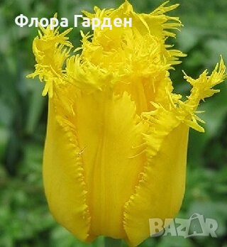 Луковици ЛАЛЕТА И ДРУГИ, снимка 3 - Сортови семена и луковици - 50970511