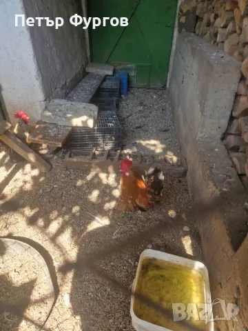 Продавам  2бр.    петлета, снимка 3 - Кокошки и пуйки - 55922021