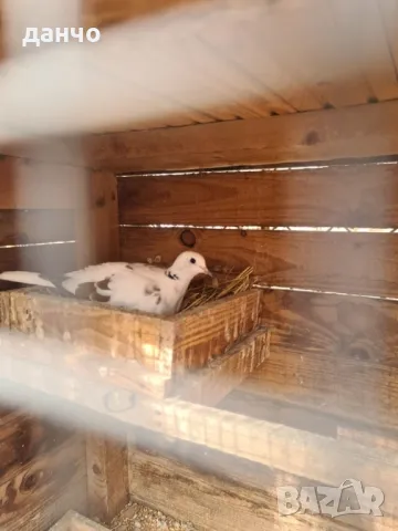 скумруци-гугутки, снимка 4 - Гълъби - 48050041