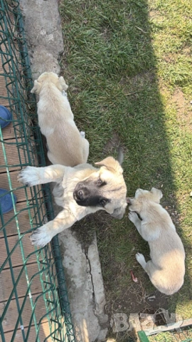 Алабай Х Малиноа Кученца на 2 месеца с Доставка, снимка 12 - Други - 52220666