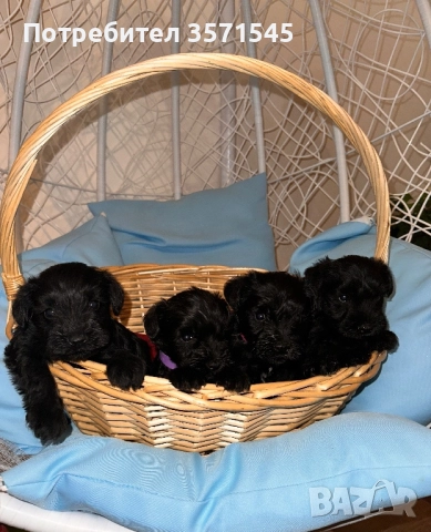 Мини Шнауцер/Цвергшнауцер