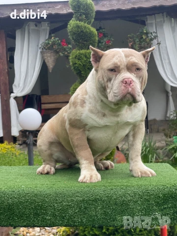 Американско були -покет, снимка 10 - Други - 51169468