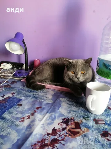 персийски британски котета , снимка 12 - Персийска - 56271497