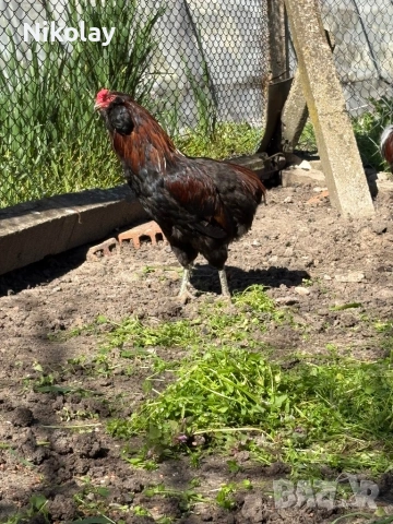 Продавам оплодени яйца, снимка 4 - други­ - 54131842