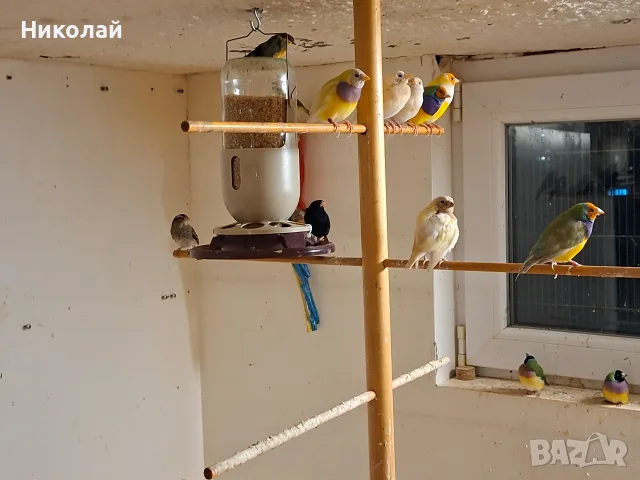 Гулдови Амадини!, снимка 6 - Гълъби - 56230696