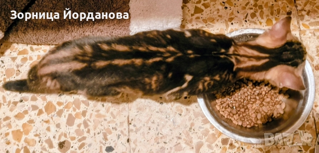 Продавам спешно Бенгалско коте , снимка 8 - Бенгалски - 51165207