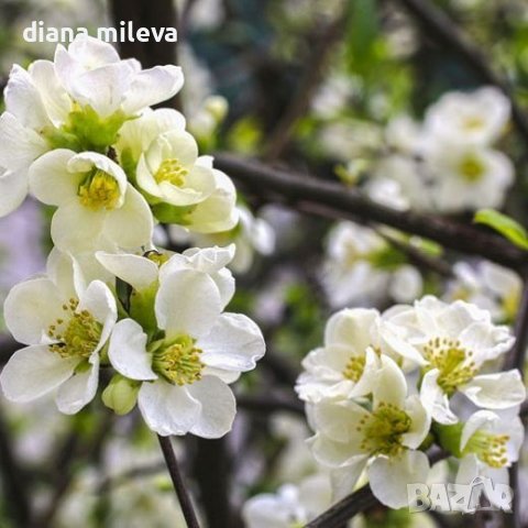 Японска Дюля, Chaenomeles superba jet trail, снимка 1