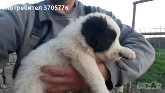 Каракачански кутраци, снимка 5 - Каракачанска овчарка - 49937653