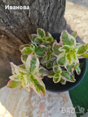 Лизимахия - триколор, снимка 2 - Градински цветя и растения - 54335591