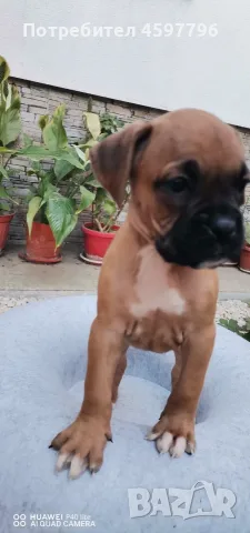 БОКСЕРЧЕТА ❤️  🐾 , снимка 2 - Боксер - 56293076