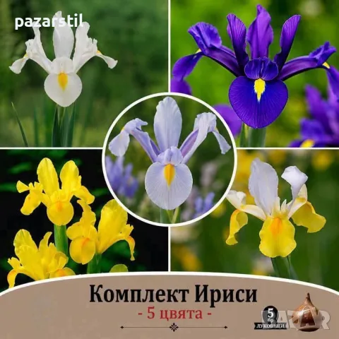 Луковици за Ириси- комплект от 5 различни цвята 
