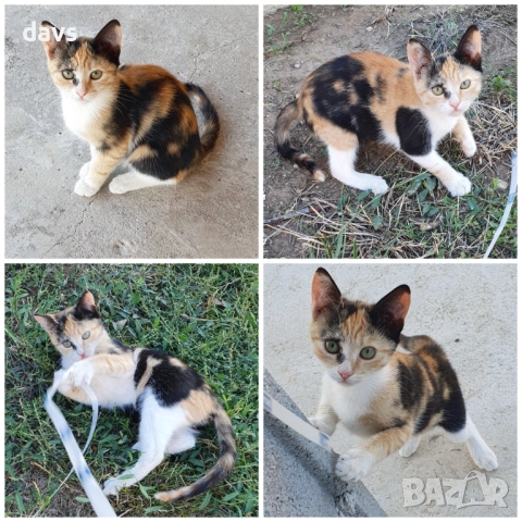 Малки котета – различни шарки, снимка 17 - Други - 51972893
