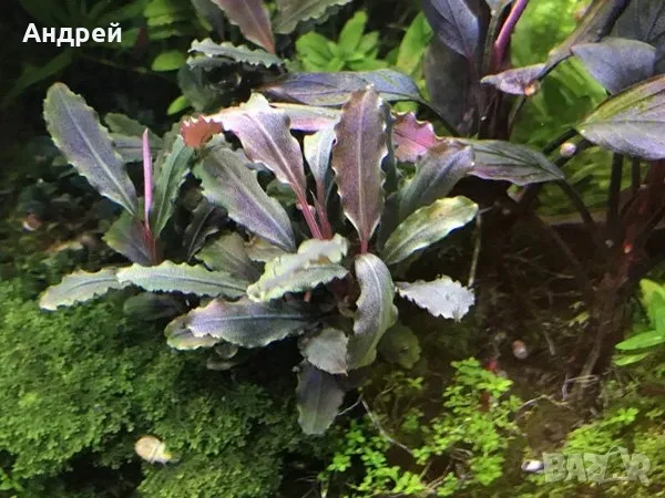 Буцефеландра различни видове, снимка 2 - Други - 50177513