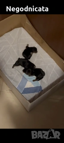 Мини йоркита , снимка 2 - Йоркширски териер - 54139167